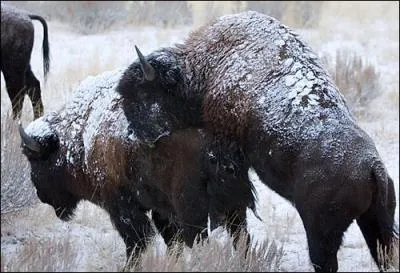 Combien de temps dure une grossesse ?