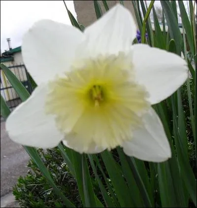 Quelle est cette fleur ?