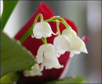 Quelle est cette fleur ?