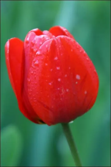 Quelle est cette fleur ?