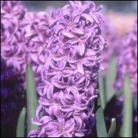 Quelle est cette fleur ? attention !