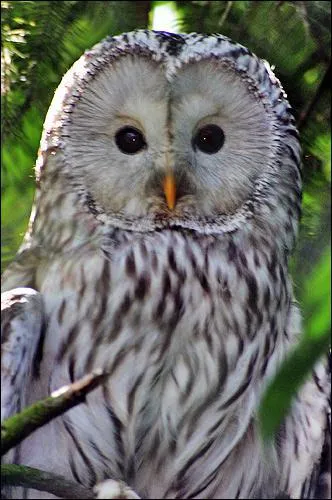 De quel Dieu cet animal est le symbole ?