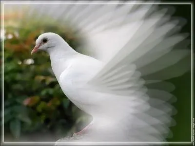 De quel Dieu cet animal est le symbole ?