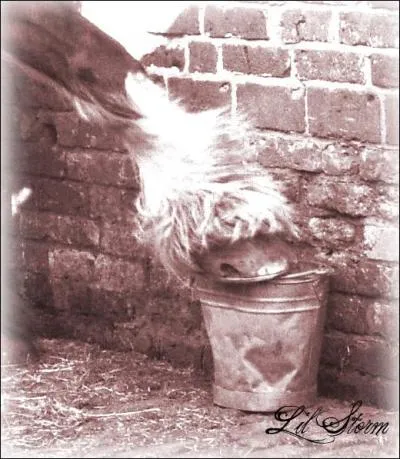 Qu' y a-t-il entre le paturon et le sabot du cheval ?