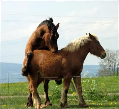La durée de gestation est de :