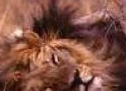Quiz Le lion dans tous ses états
