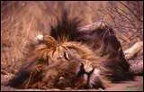Qui a chanté 'Le lion est mort ce soir' ?