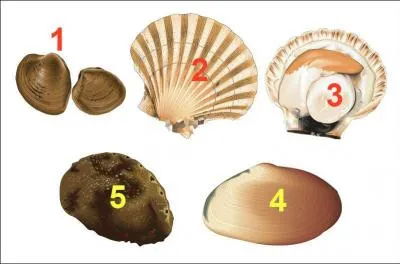 La Ptoncle ...  l'intrieur c'est la mme chose que la Coquille St Jacques