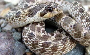 Quiz Serpents