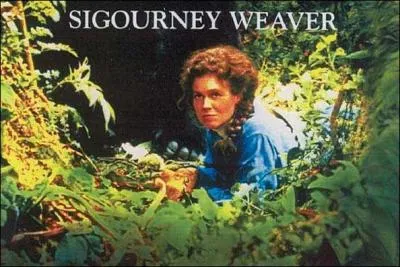 Quels animaux cherche-t-elle dans le brouillard ?