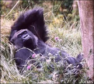 Quel est le premier geste du gorille en se levant le matin ?