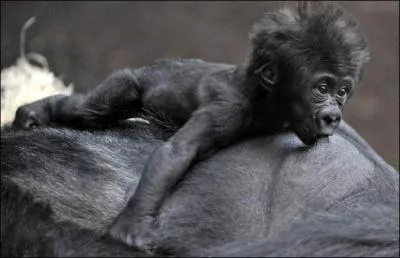 Combien de temps est allait un petit gorille ?