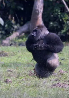 Voici 4 affirmations concernant les gorilles qui se frappent la poitrine. Laquelle est FAUSSE ?