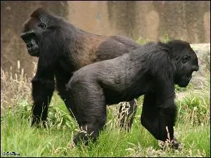 En gnral tous les gorilles, mles et femelles, sont polygames.