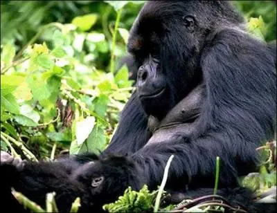 Lequel de ces comportements est assez frquent chez les gorilles ?