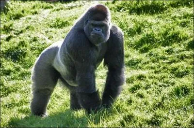 Comment se dplace le gorille ?