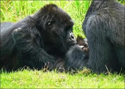 Que signifie l'pouillage chez le gorille ?