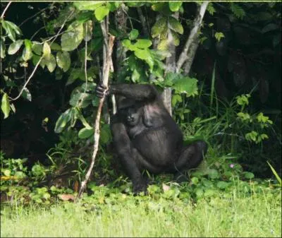 Que ne sait pas faire un gorille ?