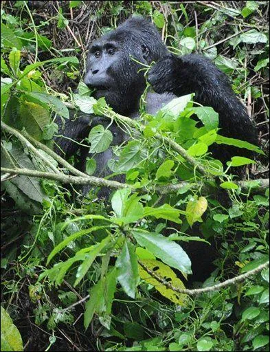 Quel est le milieu naturel prfr des gorilles ?