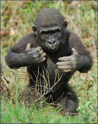 A quel ge un gorille est-il adulte ?