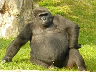 Le gorille est le plus gros des singes : quelles sont ses dimensions ?
