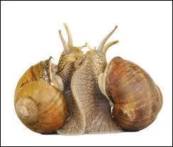 Deux escargots se rappellent leurs premières amours : ''Combien de temps ai-je attendu avant que tu ----------.''