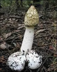 Bien qu'il le ------, il ne mangea pas de champignons.