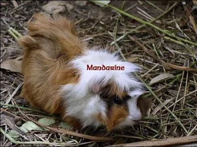 Quel est cet animal ?