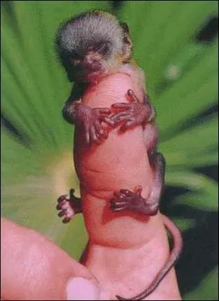 Quel est cet animal ?