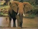 Quiz Savane