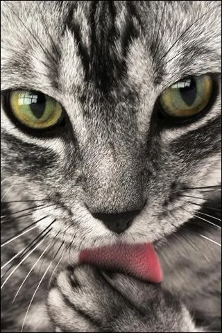 Comment s'appelait le chat du gnral de Gaulle ?