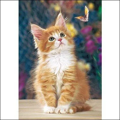 Pourquoi un chat a-t-il 9 vies ?