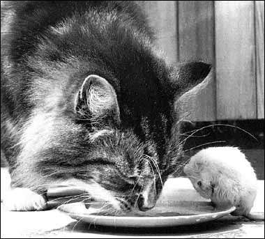 Que signifie l'expression 'appeler un chat un chat' ?