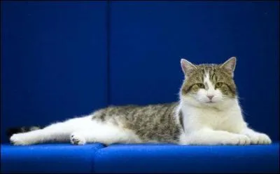 Quel est le chat engag par David Cameron au 10, Downing Street ?