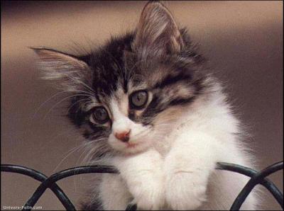 Quel est le nom latin du chat domestique ?