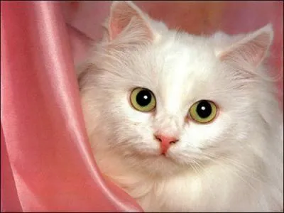 Comment dit-on 'chat' en finnois ?