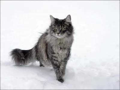 Si la queue d'un chat est haute et lisse, il est...