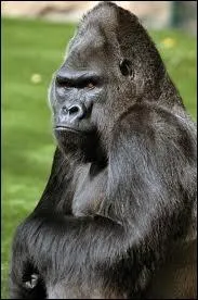 D'illustre chasseresse, elle portait le prénom 
Protégeant les gorilles, elle leur donna sa vie
Face aux contrebandiers, fit barrage et dit non ! 
Et fut assassinée ! Le monde est-il pourri ?