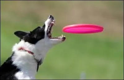 Frisbee est une marque déposée. Son nom est inspiré d'une autre marque (Frisbie) qui vendait...