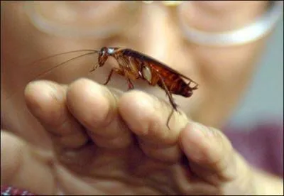 Quel est le sens de l'expression 'Avoir le cafard' ?