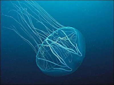 L'expression 'tre mdus' signifie :