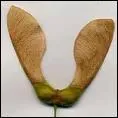 Quel est le fruit de l'Erable ?