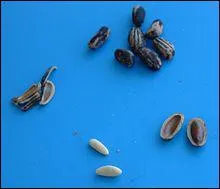 Quel est le fruit du Pin parasol ?