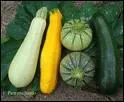 Laquelle de ces variets ne dsigne pas une courgette ?