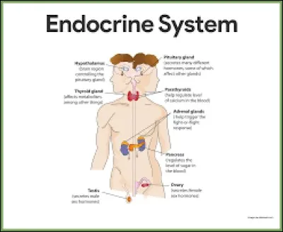 Endocrine