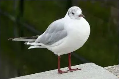 Mouette