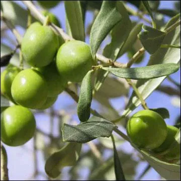 Quel mot ne désigne pas une plantation d'olives ?