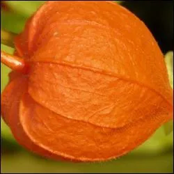Quel fruit ancien est connu pour sa baie comestible de couleur orange ?