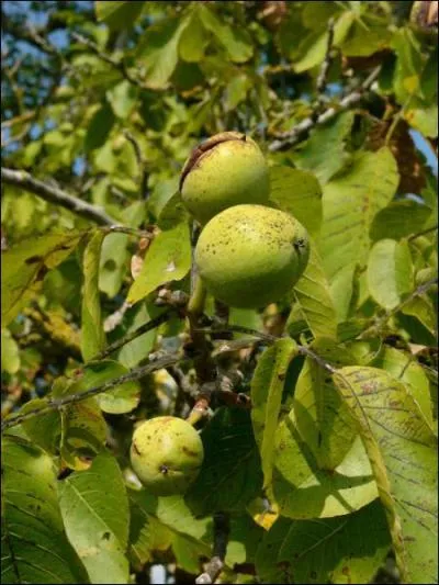 Son bois flottera quand mme .