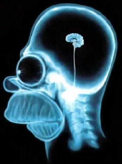 Pourquoi Homer est-il idiot ?